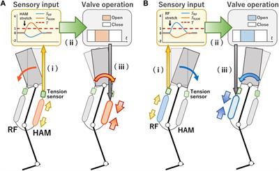 Enhancing postural stability in a musculoskeletal hopping robot through stretch reflex application on biarticular thigh muscles